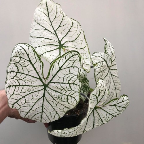 Bulbi Caladium (Fancy Leaf) Candidum Senior