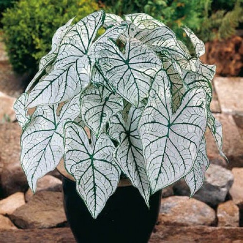 Bulbi Caladium (Fancy Leaf) Candidum