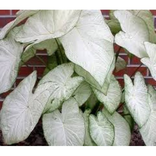 Bulbi Caladium (Fancy Leaf) Garden White