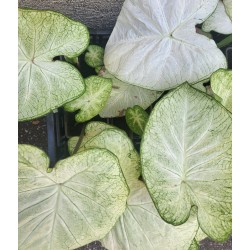 Bulbi Caladium (Fancy Leaf) Green White - ghiveci