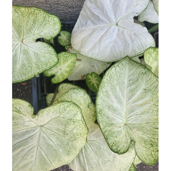Bulbi Caladium (Fancy Leaf) Green White - ghiveci