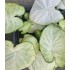Bulbi Caladium (Fancy Leaf) Green White - ghiveci