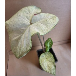 Bulbi Caladium (Fancy Leaf) Green White - ghiveci