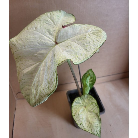 Bulbi Caladium (Fancy Leaf) Green White - ghiveci