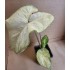 Bulbi Caladium (Fancy Leaf) Green White - ghiveci