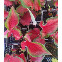 Bulbi Caladium (Fancy Leaf) Red Ruffles - ghiveci