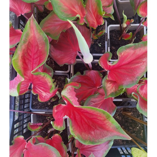 Bulbi Caladium (Fancy Leaf) Red Ruffles - ghiveci