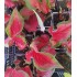Bulbi Caladium (Fancy Leaf) Red Ruffles - ghiveci