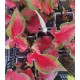 Bulbi Caladium (Fancy Leaf) Red Ruffles - ghiveci