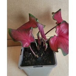 Bulbi Caladium (Fancy Leaf) Red Ruffles - ghiveci