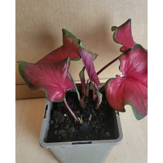 Bulbi Caladium (Fancy Leaf) Red Ruffles - ghiveci