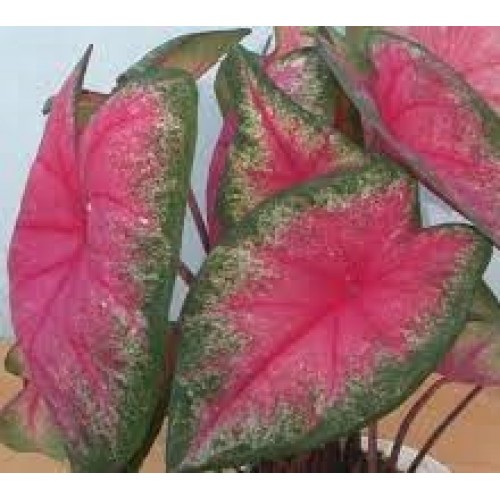Bulbi Caladium (Fancy Leaf) Summer Rose
