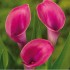 Bulbi Calla (Zantedeschia) Royal Valentine