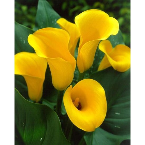 Bulbi Calla (Zantedeschia) Monte Carlo