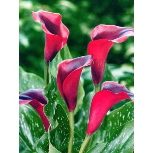 Bulbi Calla (Zantedeschia) Callafornia Red (Pot)