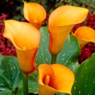 Bulbi Calla (Zantedeschia) Orange Blend