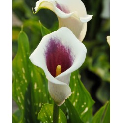 Bulbi Calla (Zantedeschia) Purple Beat 