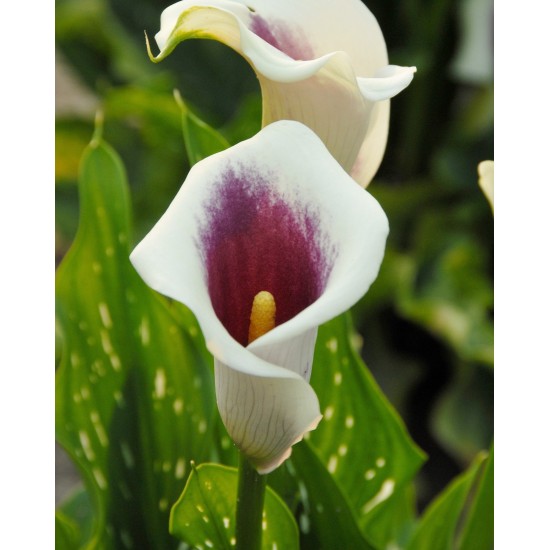 Bulbi Calla (Zantedeschia) Purple Beat