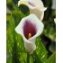 Bulbi Calla (Zantedeschia) Purple Beat