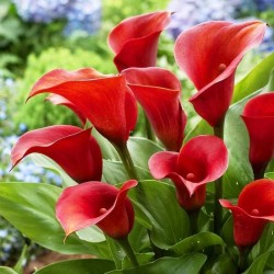 Bulbi Calla (Zantedeschia) Royal Valentine