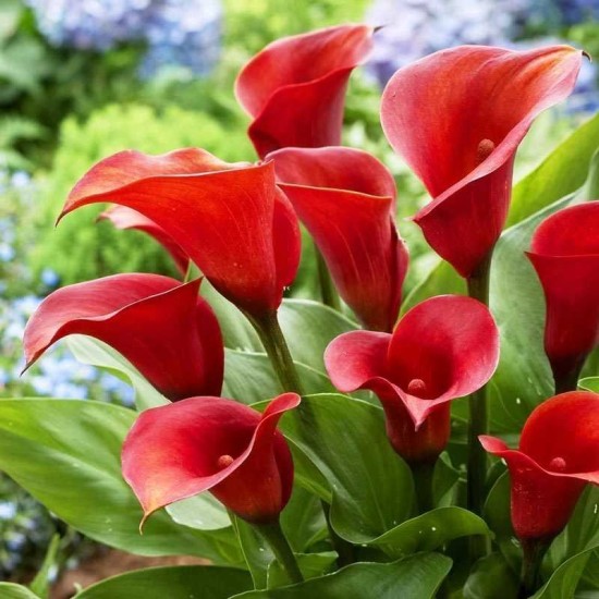 Bulbi Calla (Zantedeschia) Royal Valentine