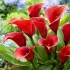 Bulbi Calla (Zantedeschia) Royal Valentine