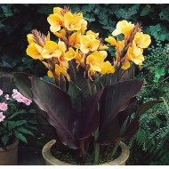 Bulbi Canna pitica Louis Cottin