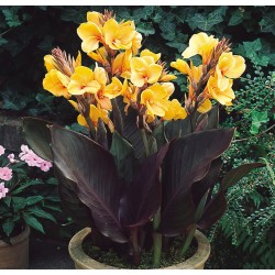 Bulbi Canna pitica Louis Cottin