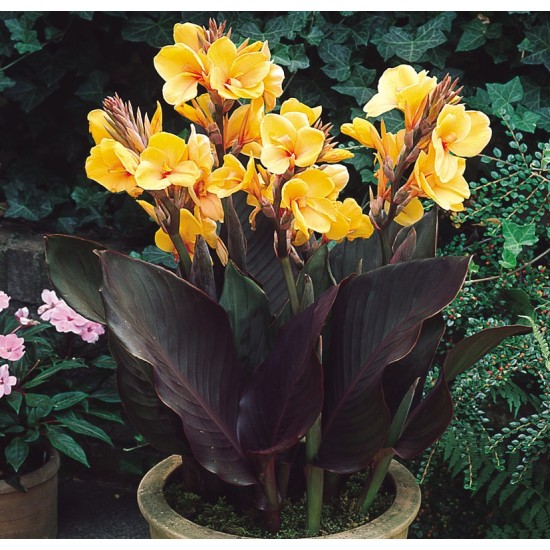 Bulbi Canna pitica Louis Cottin