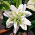Bulbi Crini inalti (Roselily-Lilium double) Aisha