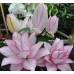 Bulbi Crini inalti (Roselily-Lilium double) Anouska -ghiveci cu 3 bulbi