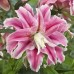 Bulbi Crini inalti (Roselily-Lilium double) Distant Drum -ghiveci cu 3 bulbi
