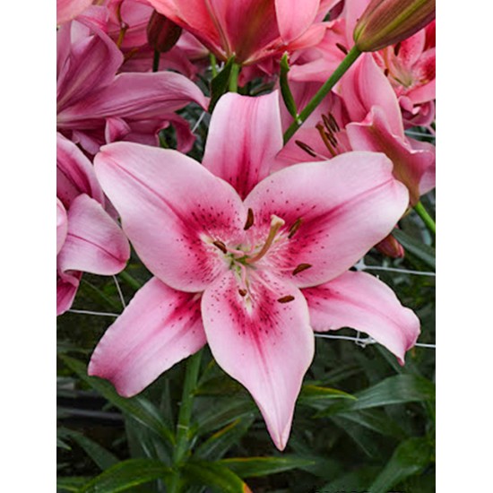 Bulbi Crini inalti -Lilium Child in Time