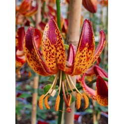 Bulbi Crini inalti -Lilium Arabian Knight