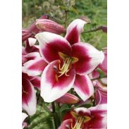 Bulbi Crini inalti -Lilium Friso