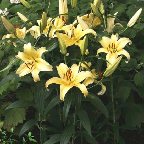 Bulbi Crini inalti -Lilium Gold Fever