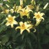 Bulbi Crini inalti -Lilium Gold Fever