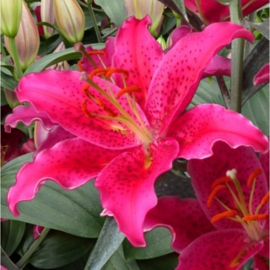 Bulbi Crini inalti -Lilium Gomera