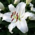 Bulbi Crini inalti -Lilium Little Mountain