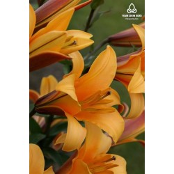 Bulbi Crini inalti -Lilium Orange Planet
