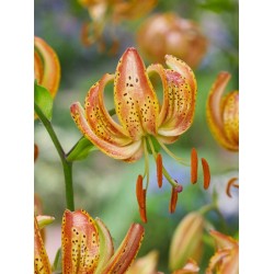 Bulbi Crini inalti -Lilium Peppard Gold