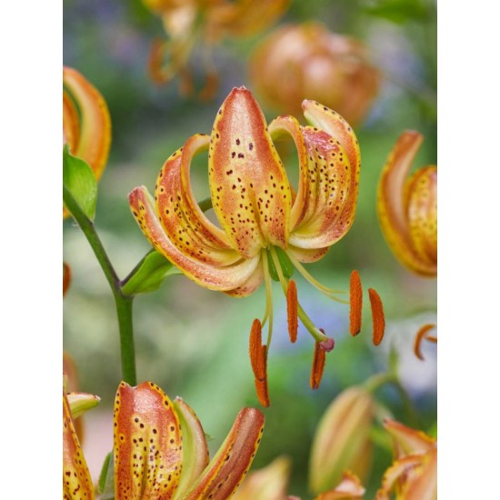 Bulbi Crini inalti -Lilium Peppard Gold