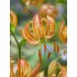 Bulbi Crini inalti -Lilium Peppard Gold