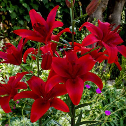 Bulbi Crini inalti -Lilium Red Highland