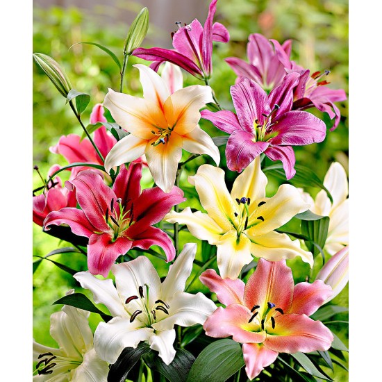 Bulbi Crini inalti -Lilium- Pachet 23 bucati