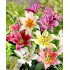 Bulbi Crini inalti -Lilium- Pachet 23 bucati