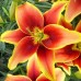 Bulbi Crini inalti -Lilium Avalon Sunset -ghiveci cu 3 bulbi