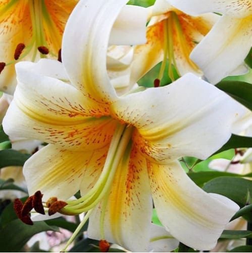Bulbi Crini -Lilium regale Mister Cas