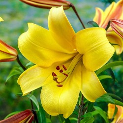 Bulbi Crini inalti -Lilium Yellow Planet
