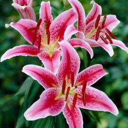 Bulbi Crini inalti -Lilium Stargazer